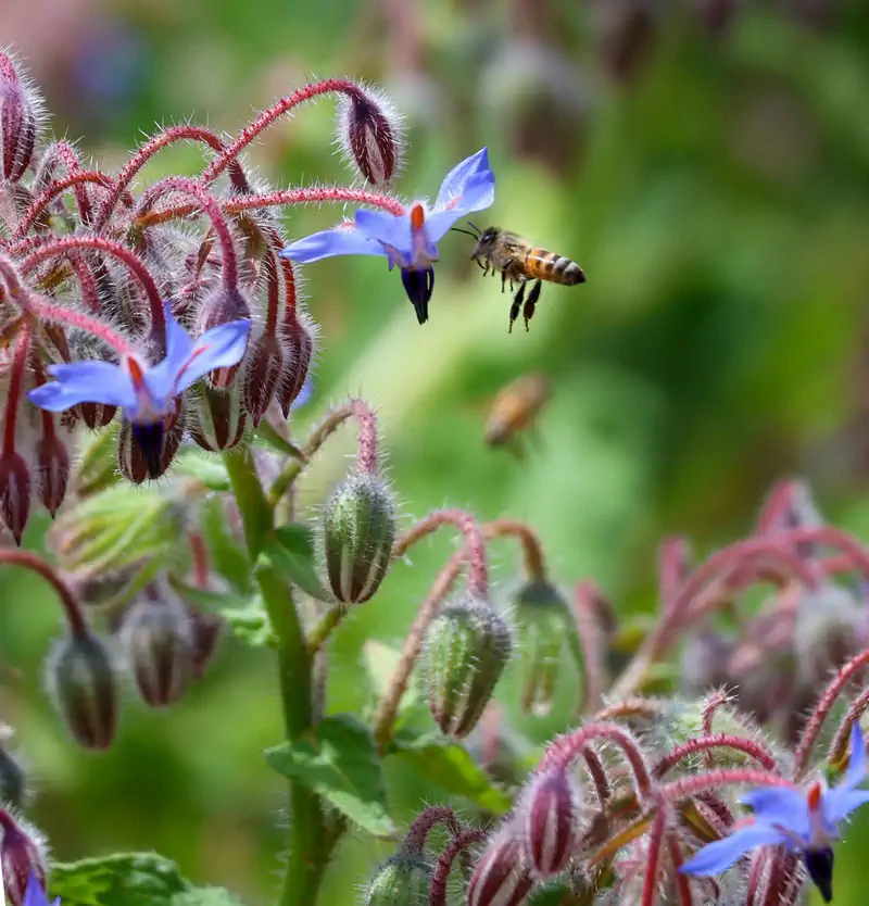 Ape operaia intenta a raccogliere il nettare da un fiore di borragine
